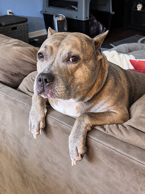 picture of the dog needing adoption
