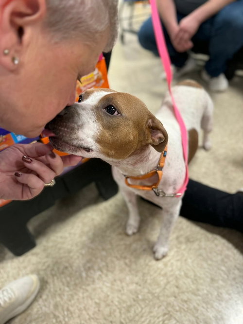 picture of the dog needing adoption
