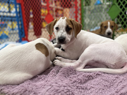 picture of the dog needing adoption