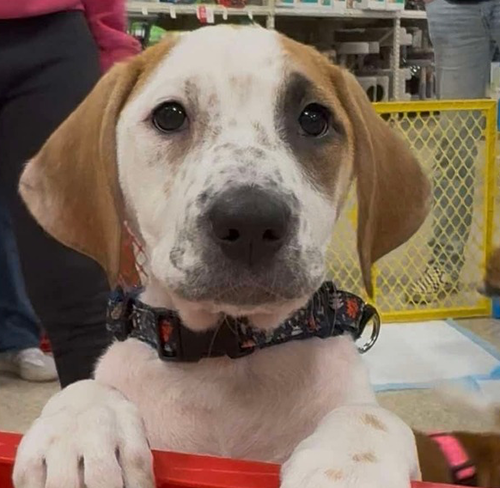 picture of the dog needing adoption