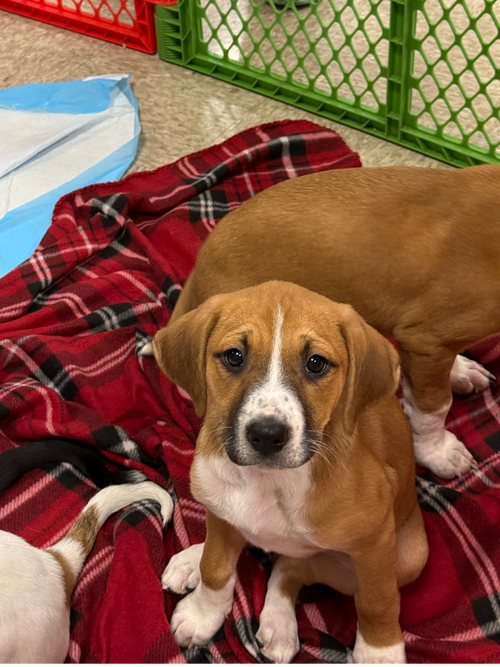 picture of the dog needing adoption