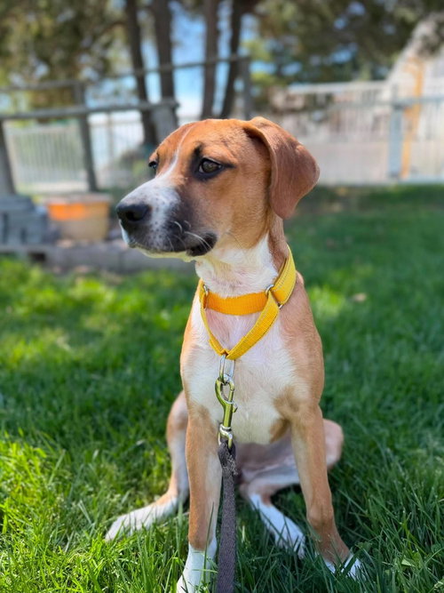 Amber (Miraâs Munchkins 2026), an adoptable Pit Bull Terrier in Wenonah, NJ
