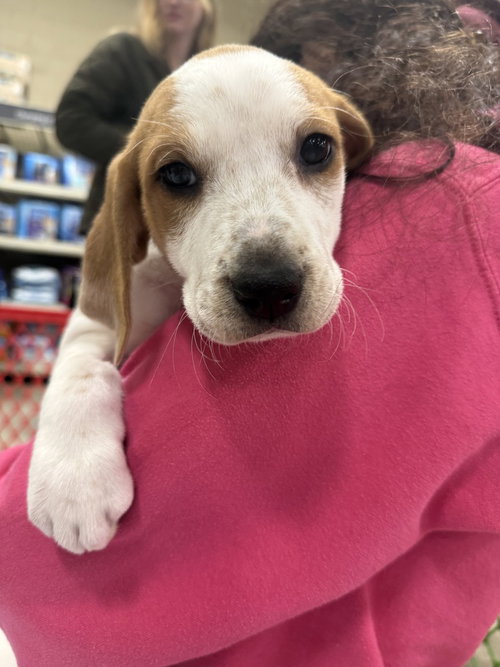 picture of the dog needing adoption