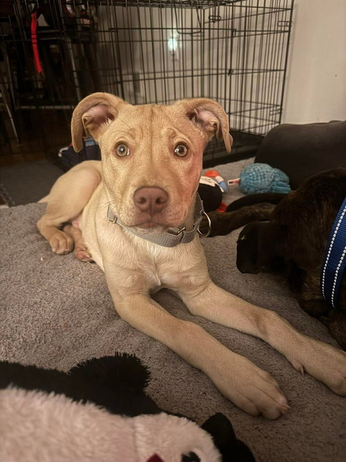picture of the dog needing adoption