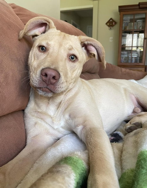 picture of the dog needing adoption
