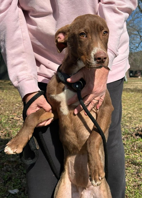 COCO  (2026) - Pit Bull Terrier / Terrier available for adoption