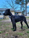 Diesel   (2026) - Photo 1