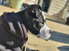 Diesel   (2026) - Photo 2