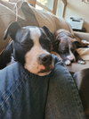 Diesel   (2026) - Photo 3