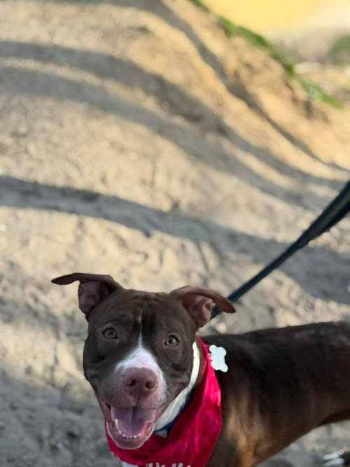Amelia   (Maple May 2026), an adoptable Pit Bull Terrier in Wenonah, NJ