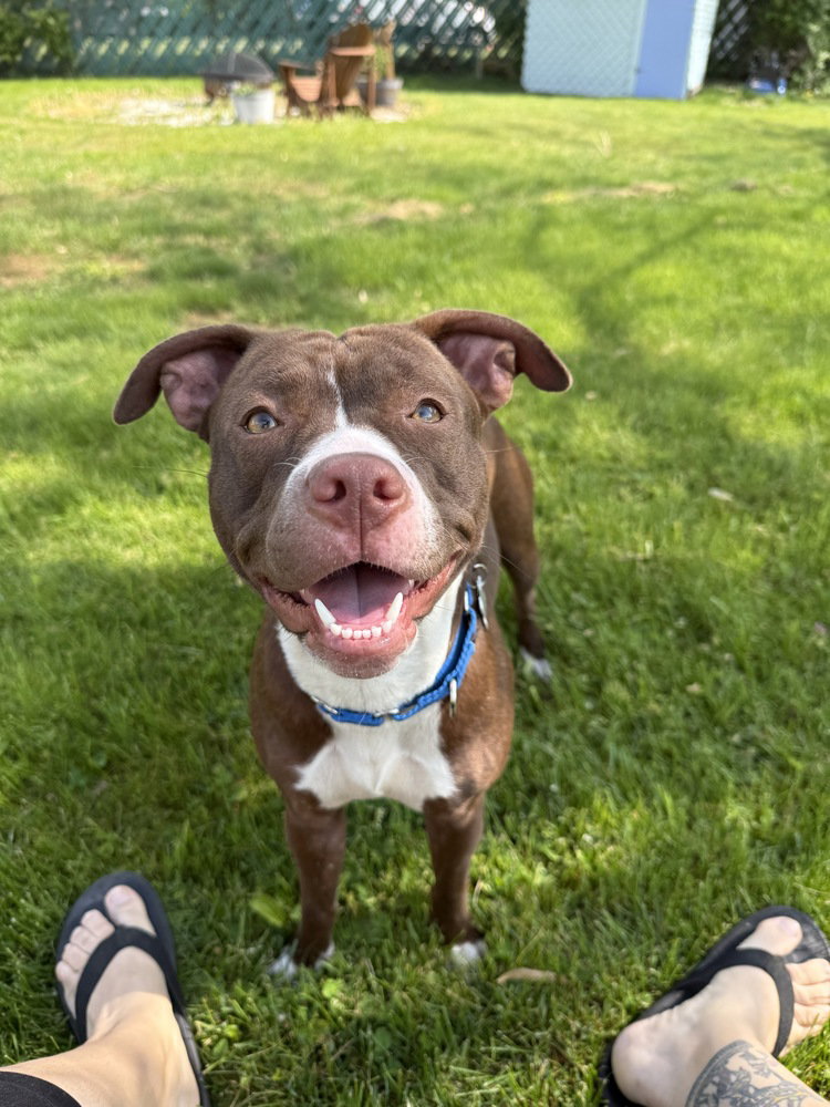 Amelia   (Maple May 2026)