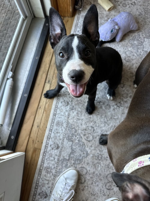 Violet  (Paulsboro 4), an adoptable Pit Bull Terrier in Wenonah, NJ