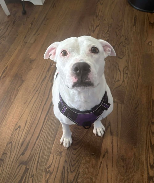 Charlie (F 2026)