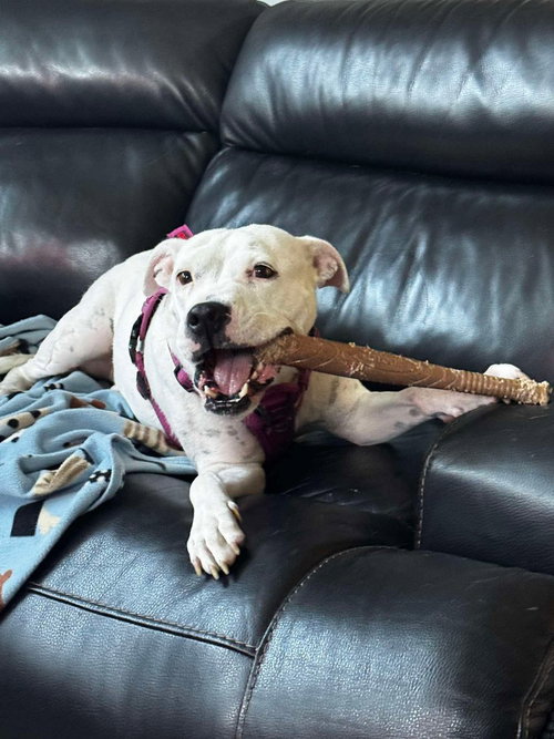Charlie (F 2026), an adoptable Pit Bull Terrier in Wenonah, NJ