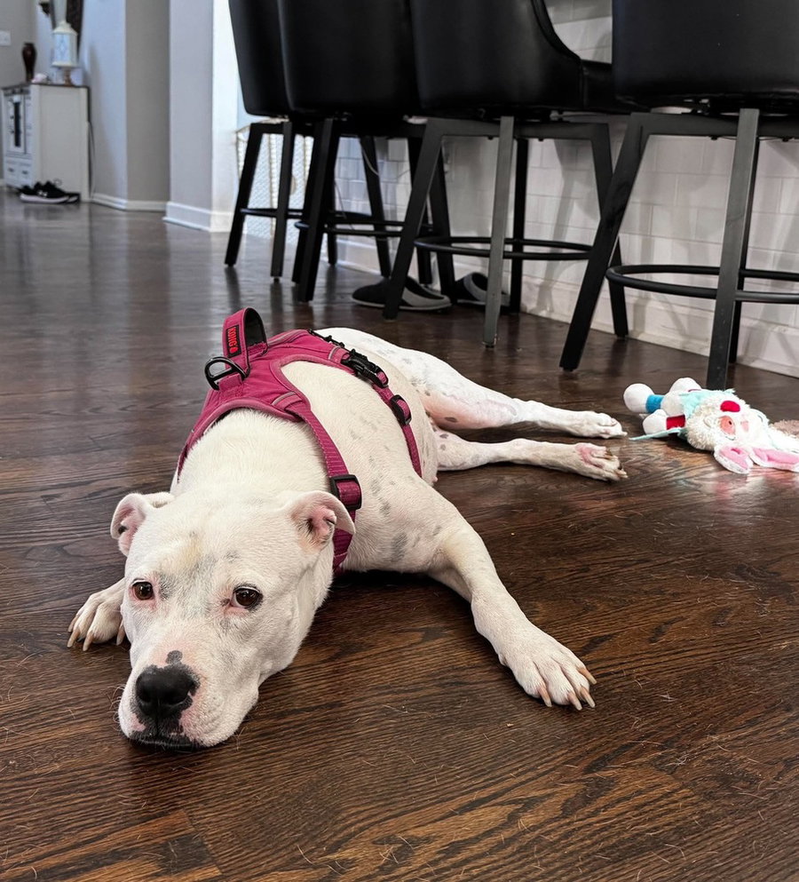 Charlie  (F 2026)