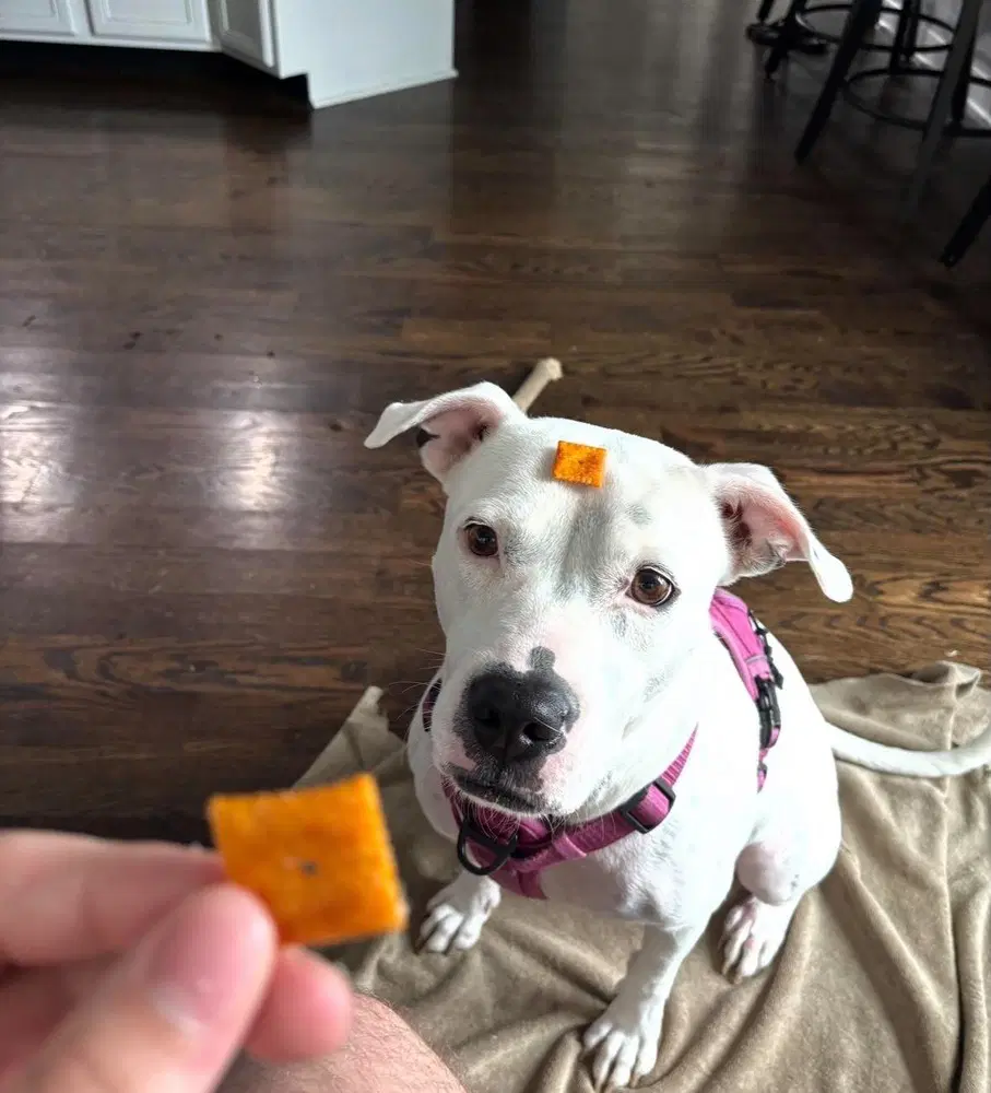 Charlie F - Pit Bull Terrier
