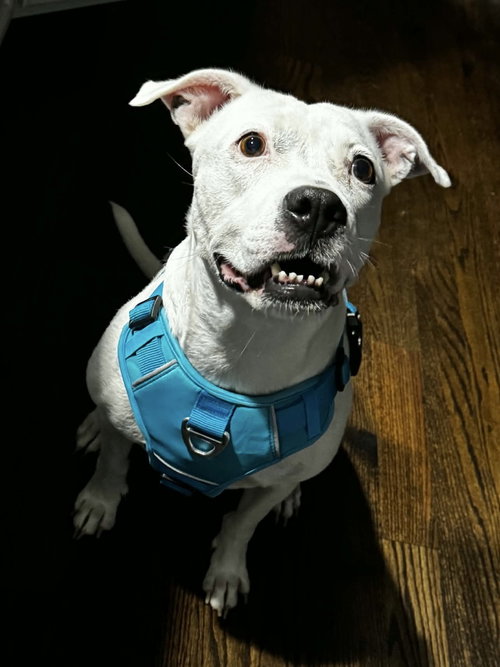 Charlie (F 2026), a dog for adoption from Don't Bully Us Rescue