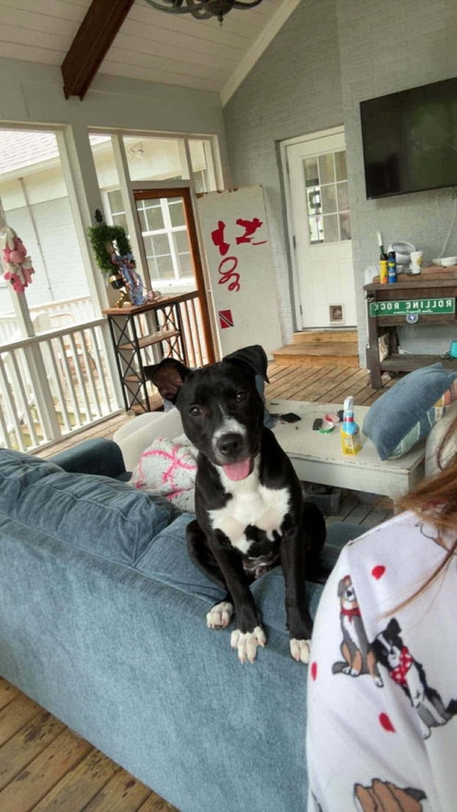Amy   (2026), an adoptable Pit Bull Terrier in Wenonah, NJ