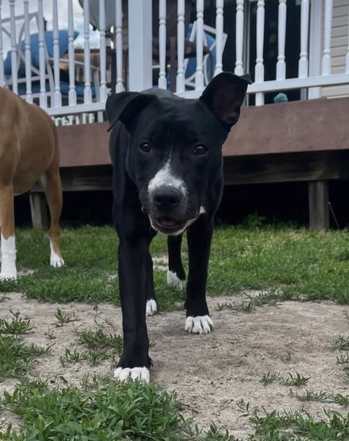 Amy   (2026), an adoptable Pit Bull Terrier in Wenonah, NJ