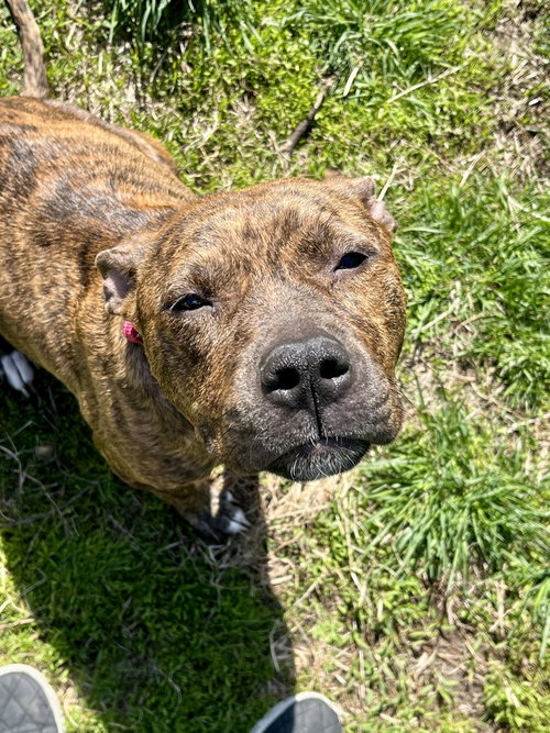 Ember  (Mama 2026), an adoptable Pit Bull Terrier in Wenonah, NJ