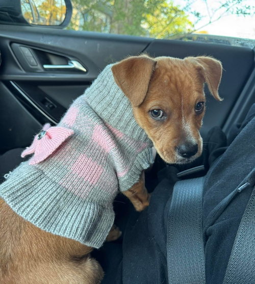 Tonya    (2026), an adoptable Pit Bull Terrier in Wenonah, NJ
