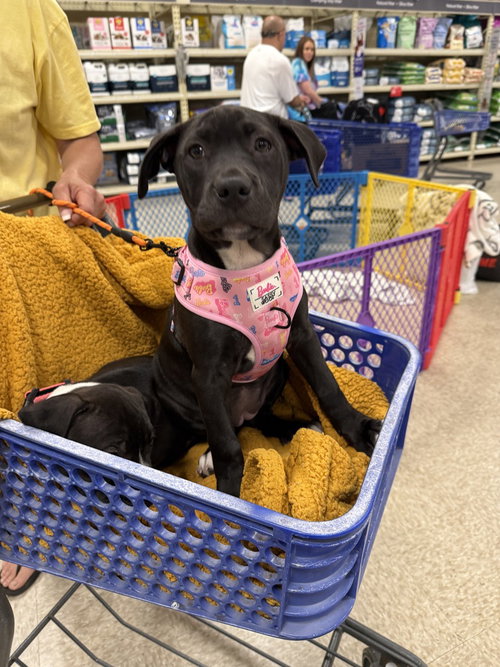 Flicker (Ember mom) FEMALE, an adoptable Pit Bull Terrier in Wenonah, NJ