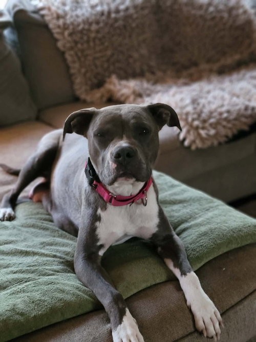 Florence   (Tour of Italy Mom 2026), an adoptable Pit Bull Terrier in Wenonah, NJ
