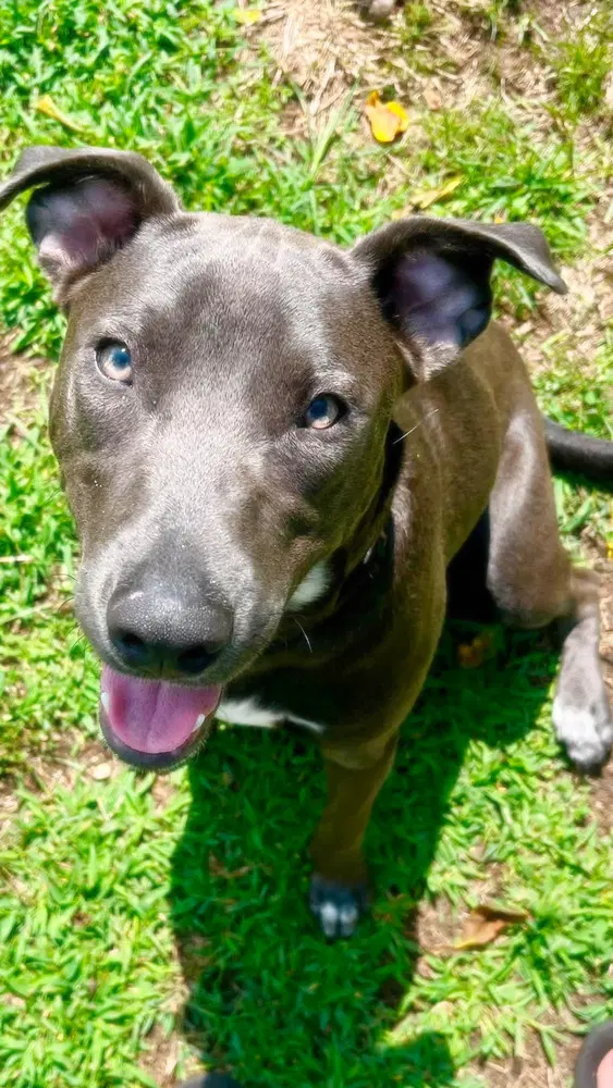 Hopper image 2