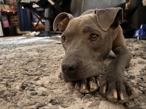 TIFFANY   (2026) - Pit Bull Terrier / Terrier for adoption in Philadelphia