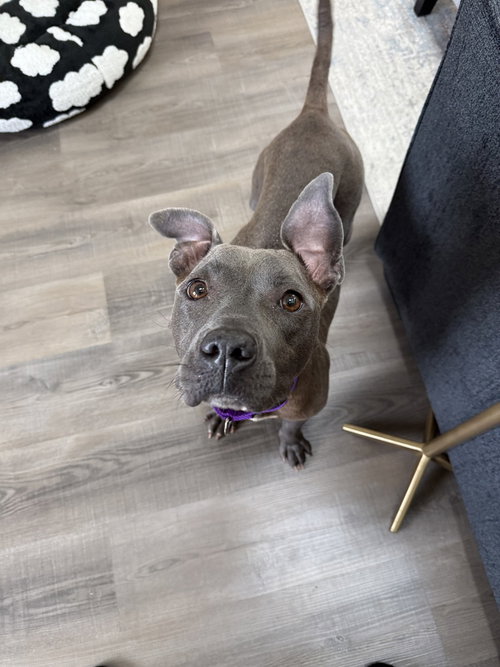 Tiffany   (2026), an adoptable Pit Bull Terrier in Wenonah, NJ