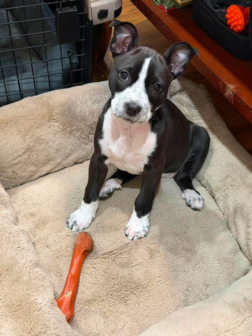 Chelsea   (2026), an adoptable Pit Bull Terrier in Wenonah, NJ