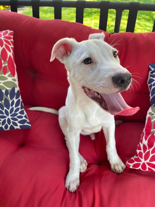 Harpo (The Hi-5âs 2026), an adoptable Pit Bull Terrier in Wenonah, NJ