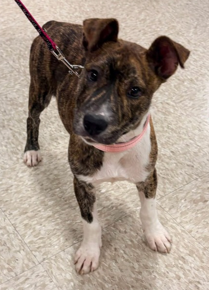 Hazel  (The Hi-5âs 2026) Image