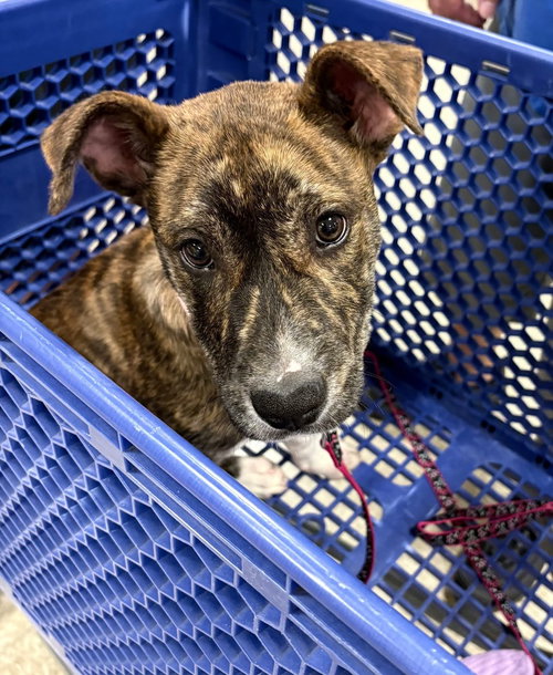 Hazel  (The Hi-5âs 2026), an adoptable Pit Bull Terrier in Wenonah, NJ