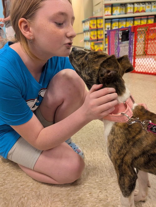 HAZEL  (THE HI-5ÂS 2026) - Pit Bull Terrier / Terrier available for adoption