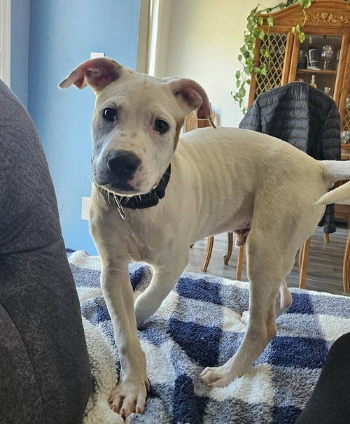 Hank   (The Hi-5âs 2026), an adoptable Pit Bull Terrier in Wenonah, NJ