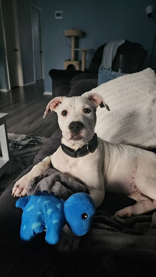 HANK   (THE HI-5ÂS 2026) - Pit Bull Terrier / Terrier available for adoption