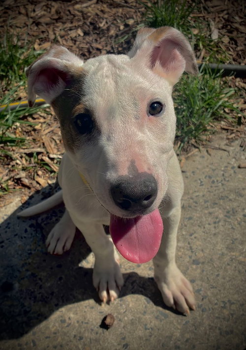HAWK (THE HI-5ÂS 2026) - Pit Bull Terrier / Terrier for adoption in Philadelphia