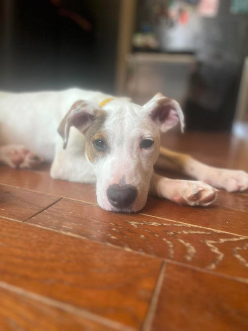 Hawk (The Hi-5âs 2026), an adoptable Pit Bull Terrier in Wenonah, NJ