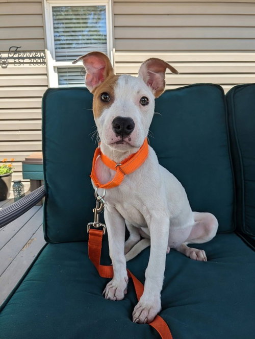 HUDSON (THE HI-5ÂS 2026) - Pit Bull Terrier / Terrier for adoption in Philadelphia