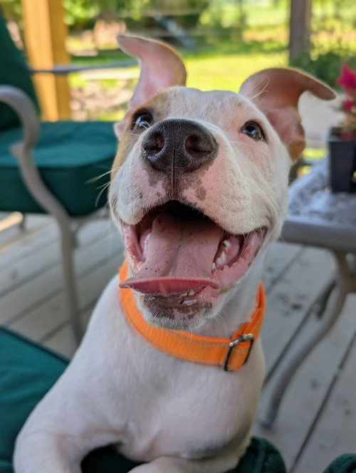HUDSON (THE HI-5ÂS 2026) - Pit Bull Terrier / Terrier available for adoption