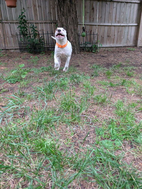 HUDSON (THE HI-5ÂS 2026) - Pit Bull Terrier / Terrier available for adoption