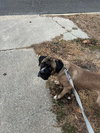 Enzo - Photo 1