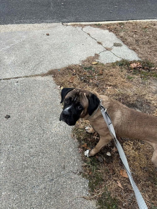 ENZO - Mastiff / Terrier for adoption in Philadelphia