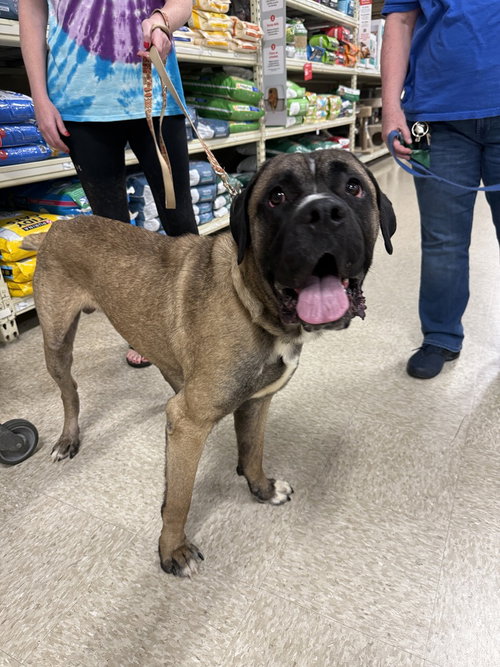 Enzo, an adoptable Mastiff in Wenonah, NJ