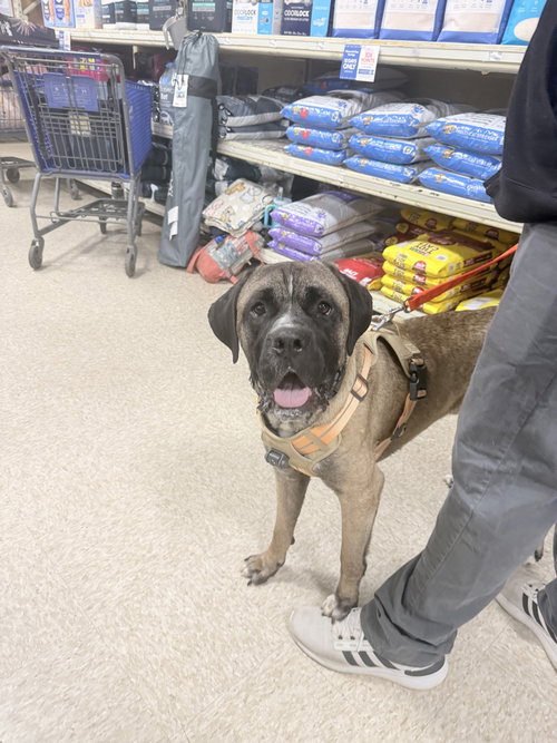 ENZO - Mastiff / Terrier available for adoption