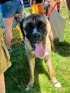 Enzo - Photo 2
