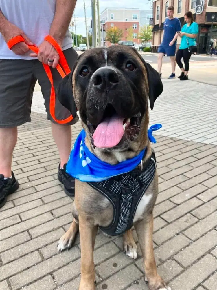 Enzo - Mastiff