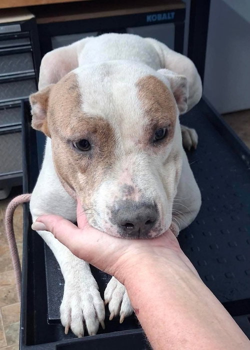 Heather   (Mama 2026), an adoptable Pit Bull Terrier in Wenonah, NJ