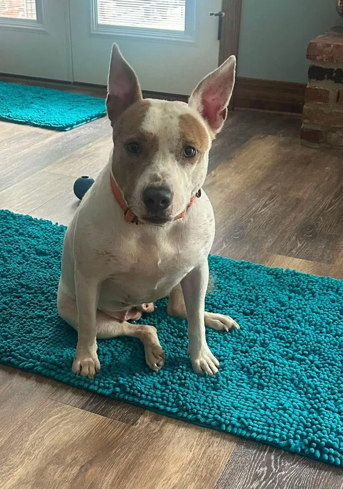 Heather Mama - Pit Bull Terrier
